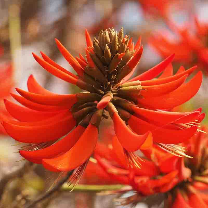 Red Energy - Flame Tree Flower