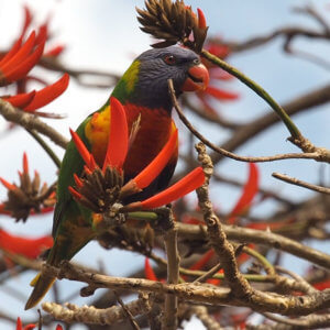 Red Energy - Parrot